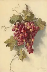 Edwin Deakin, Grapes Against White Wall