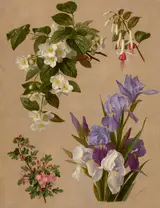 Paul de Longpré, Iris, fuchsia, and other flowering plants