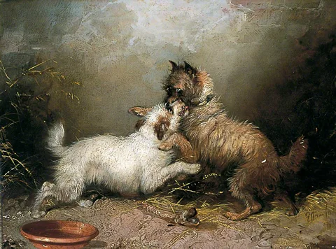 George Armfield, The Bone of Contention