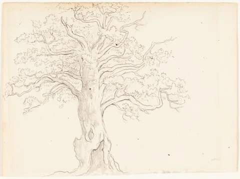 John Glover, An Oak Tree