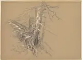 David Johnson, Tree Trunks