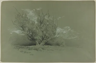 David Johnson, Willow