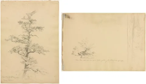 David Johnson, Pine Tree, Conway, New Hampshire (recto); Landscape and Tree Studies (verso)