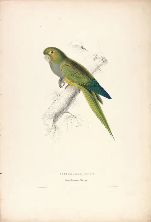 Edward Lear, Psittacara Naria / Dwarf Parrakeet Maccaw (Plate 12)