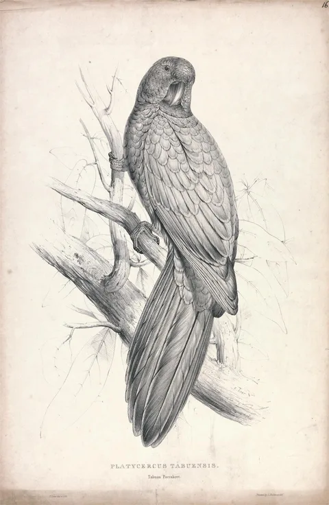 Edward Lear, Platycereus Tabuensis / Tabuan Parrakeet (Plate 16)