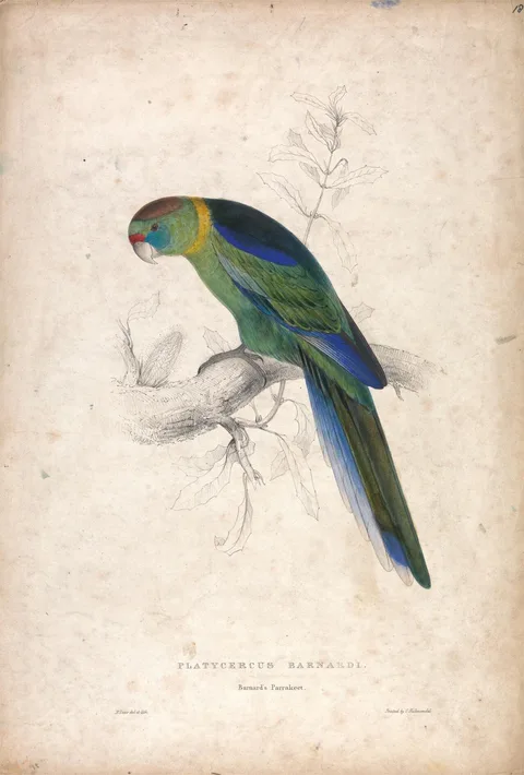 Edward Lear, Platycerus Barnardi / Barnard's Parrakeet (Plate 18)