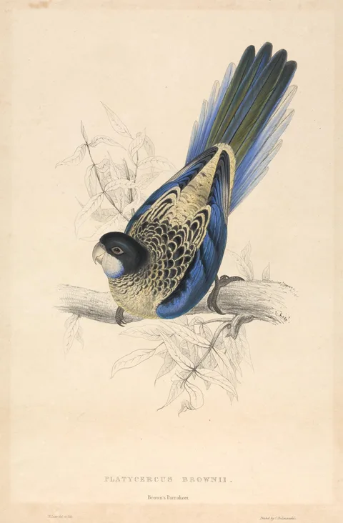 Edward Lear, Platycercus Brownii / Brown's Parrakeet