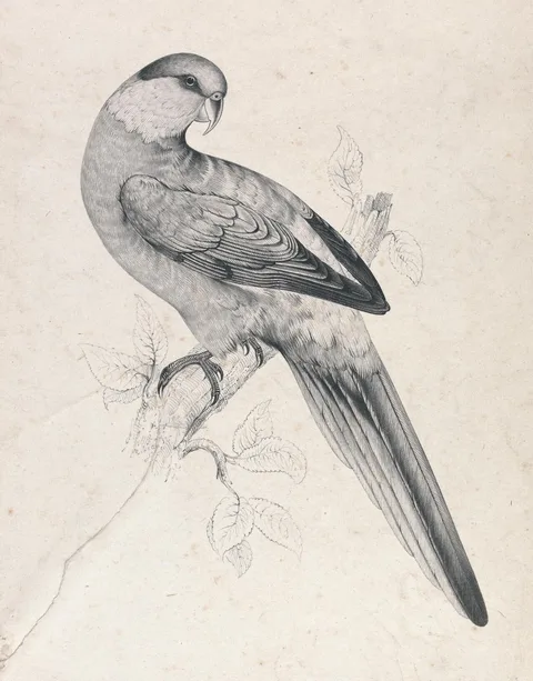 Edward Lear, Red-capped Parrakeet, male (Plate 21)