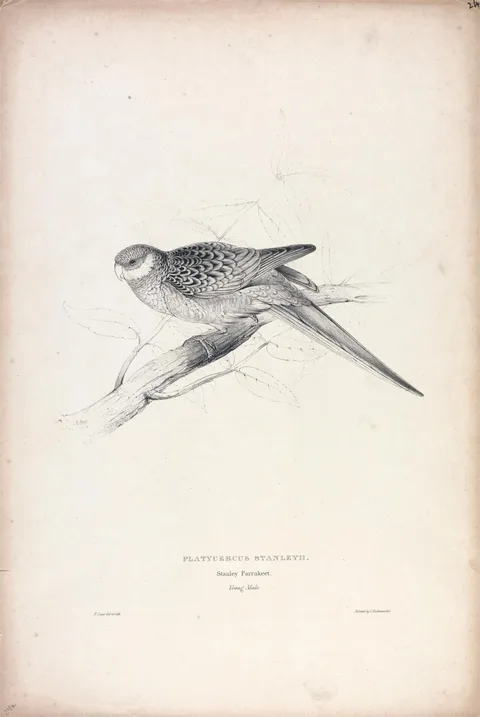 Edward Lear, Platycercus Stanley II / Stanley Parrakeet (Young Male) (Plate 24)