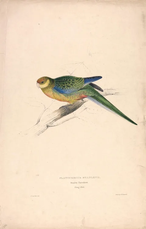 Edward Lear, Platycercus Stanley II / Stanley Parrakeet (young male) (Plate 24)