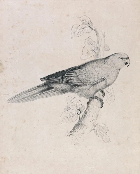 Edward Lear, Pacific Parrakeet (Plate 26)