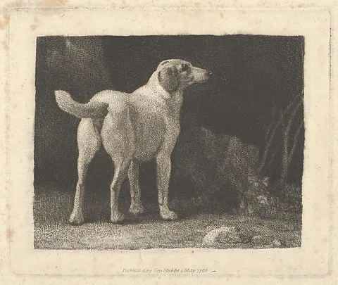 George Stubbs, Dog (A Foxhound Viewed from Behind)