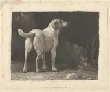 George Stubbs, Dog (A Foxhound Viewed from Behind)