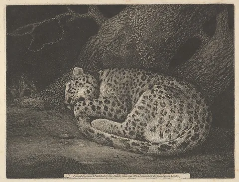 George Stubbs, A Sleeping Leopard