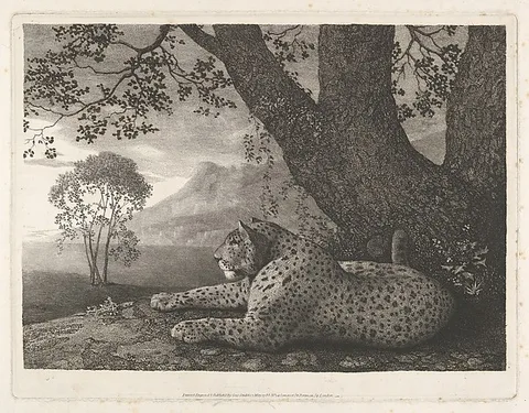 George Stubbs, A Tyger (A Recumbent Leopard by a Tree)
