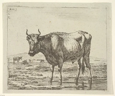 Adriaen van de Velde, Bull Standing in Water, plate 6 from "Different Animals"