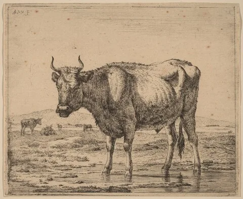 Adriaen van de Velde, Bull Standing in Water