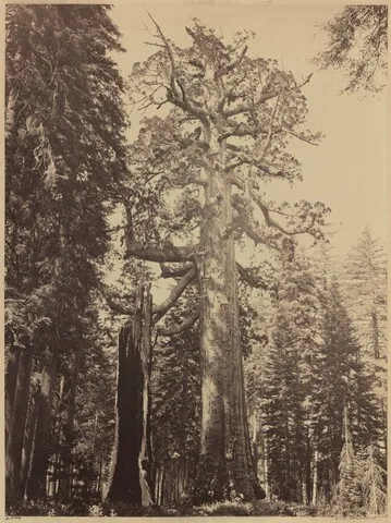 Carleton Watkins, Grizzly Giant, Mariposa Grove