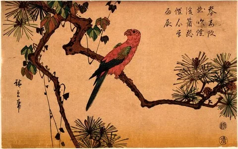 Utagawa Hiroshige, Macaw on a Pine Branch