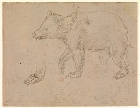 Leonardo da Vinci, A Bear Walking