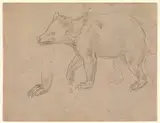 Leonardo da Vinci, A Bear Walking