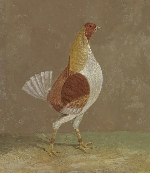 John Frederick Herring, Sr., Fighting Cocks: a Pale-Breasted Fighting Cock, Facing Rght