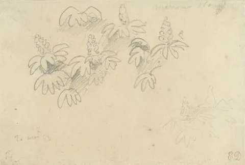 Eugène Delacroix, Studieblaadje met plantjes: witte kastanje