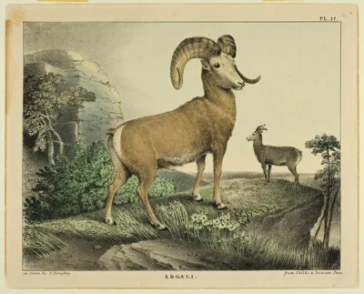 Thomas Doughty, Argali
