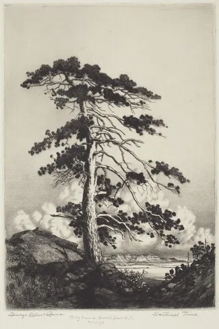 George Elbert Burr, Sentinel Pine