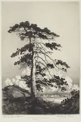 George Elbert Burr, Sentinel Pine