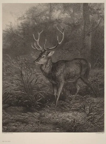 Karl Bodmer, Cerf Dix-Cors