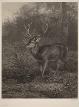 Karl Bodmer, Cerf Dix-Cors