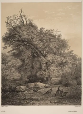 Karl Bodmer, Faisans