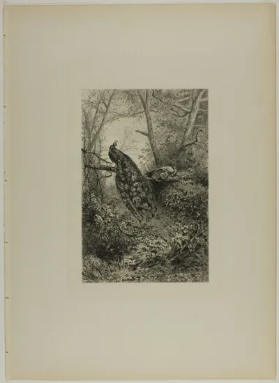 Karl Bodmer, Peacocks on a Bough