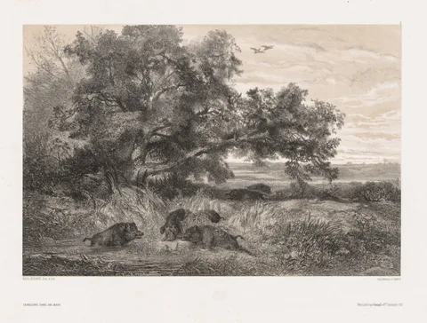 Karl Bodmer, Animals and Landscape after Nature:  Wild Boar in a Pond