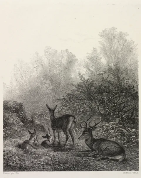 Karl Bodmer, Deer at Rest