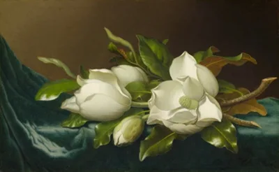 Martin Johnson Heade, Magnolias on Light Blue Velvet Cloth