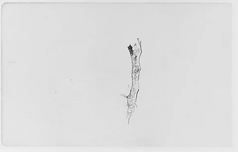 Henry Ward Ranger, Study of a Tree Limb (from Sketchbook)