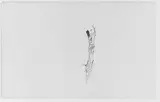 Henry Ward Ranger, Study of a Tree Limb (from Sketchbook)