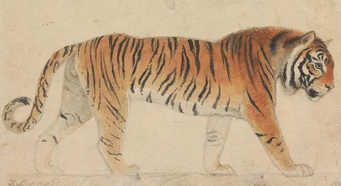 Thomas Stothard, A Tiger, Full-Length, in Profile, Walking Towards Right