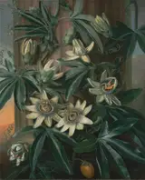 Philip Reinagle, The Blue Passion Flower, for Robert John Thornton’s Temple of Flora (London, 1799–1812)