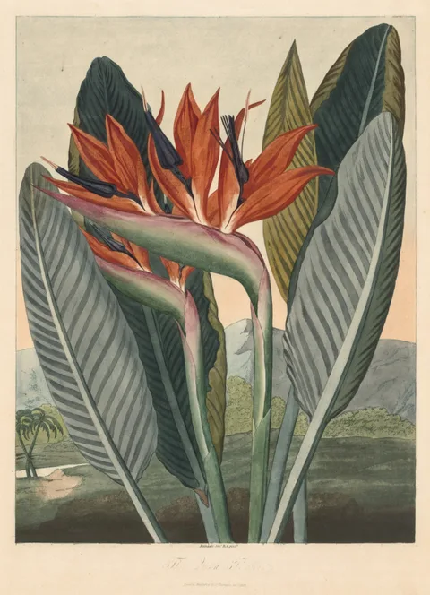 Philip Reinagle, The Temple of Flora; or Garden of Nature: The Queen Flower