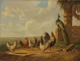 Albertus Verhoesen, Chickens and Peacock in a Landscape