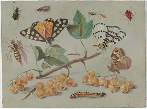 Jan van Kessel the Elder, Study of Butterfly and Insects