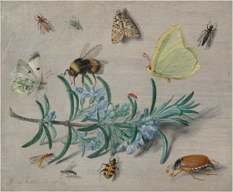 Jan van Kessel the Elder, Insects and a Sprig of Rosemary
