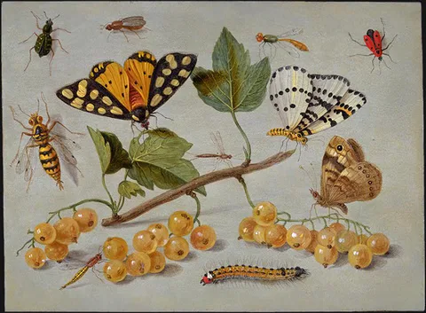 Jan van Kessel the Elder, Study of Butterfly and Insects