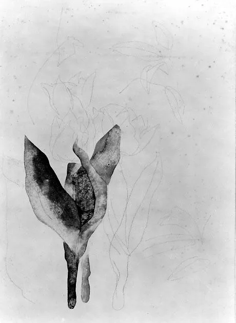 Charles Demuth, Tulips