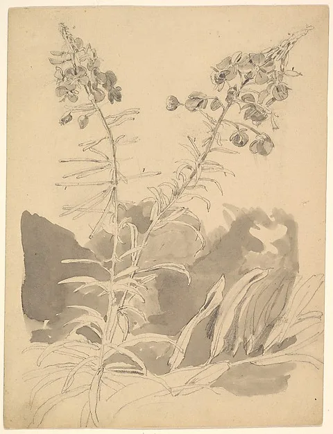Carl Gustav Carus, Study of a Willowherb; verso: Study of Two Cows