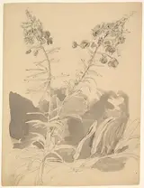 Carl Gustav Carus, Study of a Willowherb; verso: Study of Two Cows