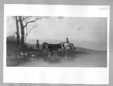 Christian Mali, landscape, cattle at a lake